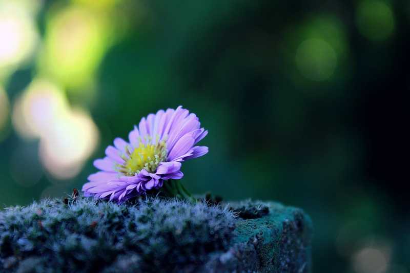 purple flower